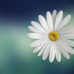 beautiful-701678_1280