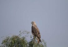 Without seer world has no existence