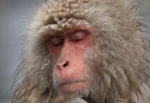 Why one sees waking after understanding Vedanta