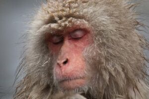 Why one sees waking after understanding Vedanta