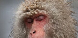 Why one again wakes up, even after falsifying this world? Why one sees waking after understanding Vedanta