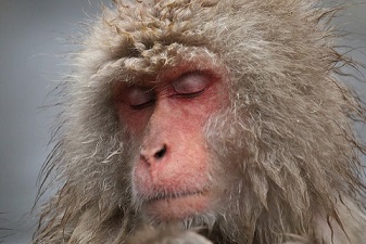 Why one sees waking after understanding Vedanta Why one sees waking after understanding Vedanta