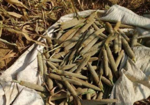 सस्यमिव मर्त्यः पच्यते