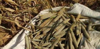 सस्यमिव मर्त्यः पच्यते