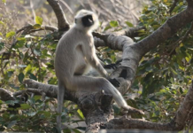 Knower is himself the Atman