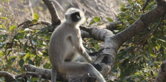 Knower is himself the Atman