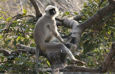 Knower is himself the Atman Knower is himself the Atman