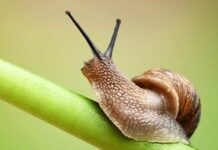 Purpose of life - Veda Boys